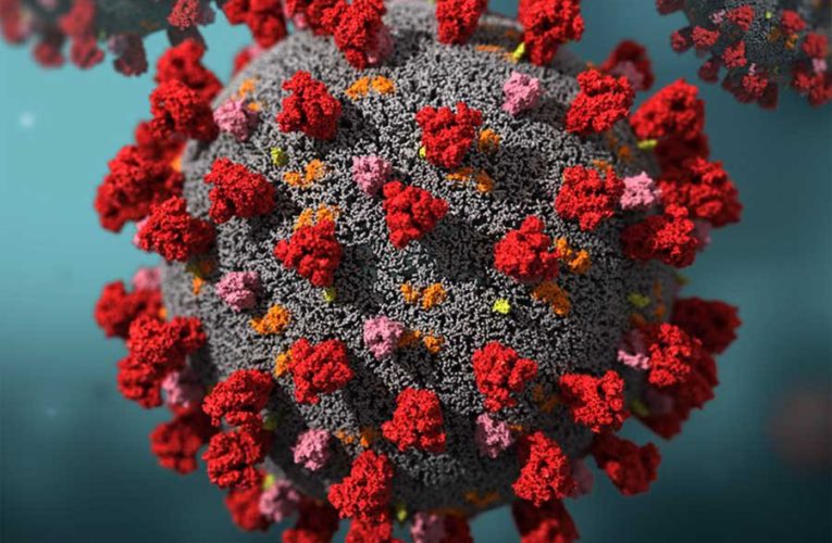 Ученые нашли второй путь проникновения коронавируса в клетки человека