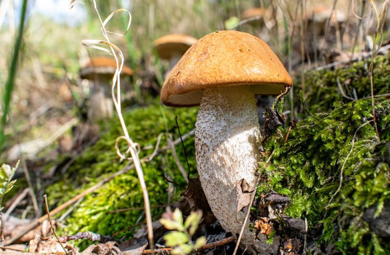 На Черниговщине найден гриб-гигант (Фото)