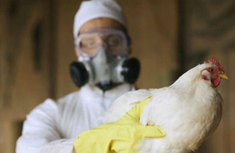 В Николаевской области произошла вспышка птичьего гриппа