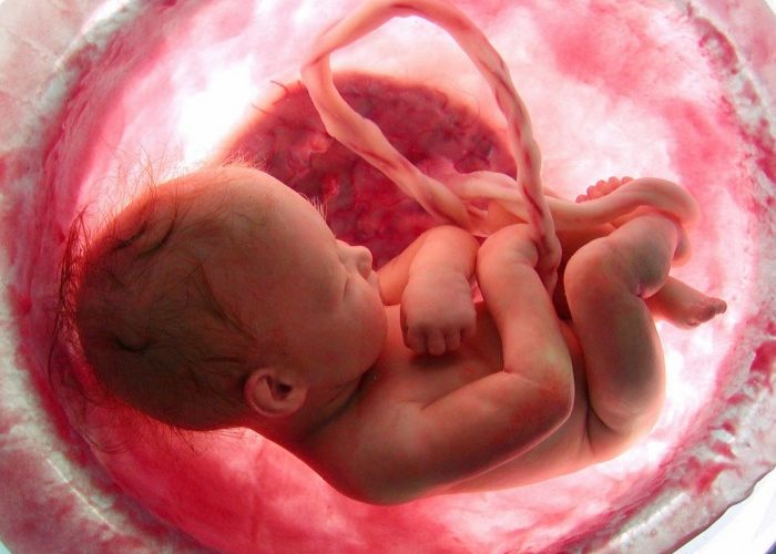 Ученые выяснили, уязвимы ли для коронавируса человеческие эмбрионы