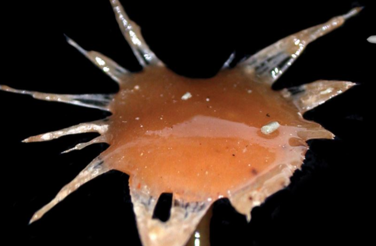 Ученые обнаружили три новых вида плотоядных хищных губок в глубинах океана