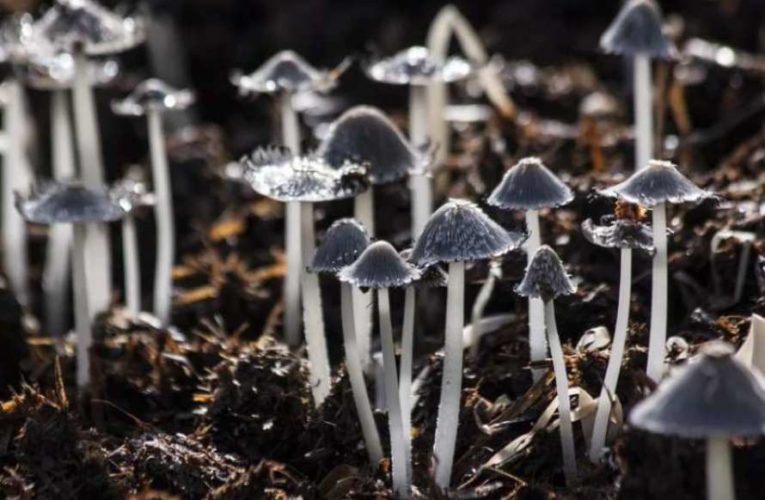 Ученые обнаружили гриб, которому 635 миллионов лет
