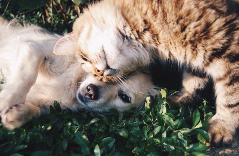 ВОЗ подтвердила, что коронавирусом можно заразиться от кошек и собак