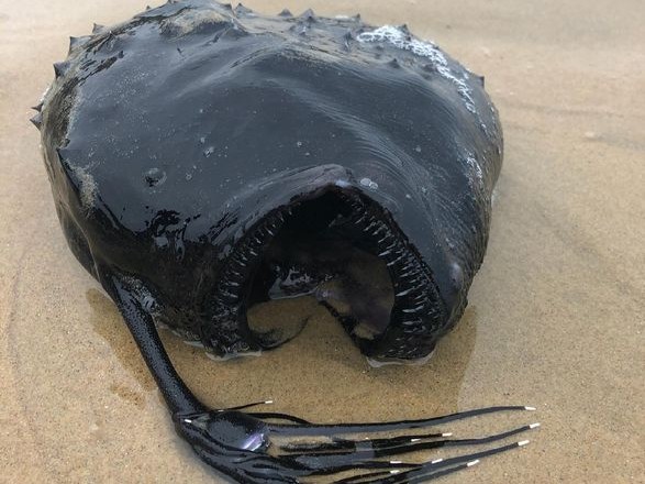 На калифорнийский пляж в США вымыло редкую глубоководную рыбу