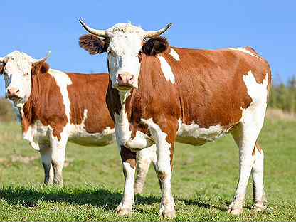 Ученые создали антиковидный спрей из молока беременных коров