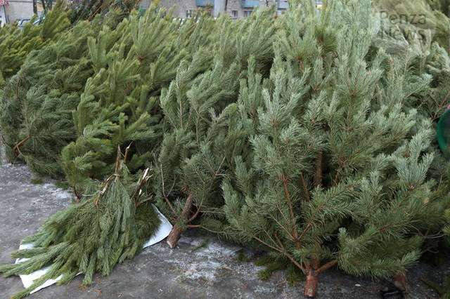 Названа цена новогодней елки в Киеве