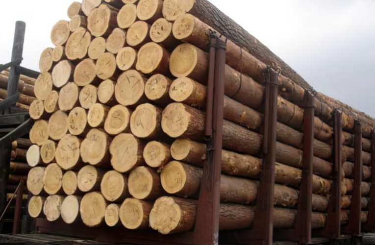 Эксперт: чиновники Гослесагентства Бондаренко, Болоховец и Сахнюк организовали коррупционную схему по продаже леса-кругляка на 160 млн гривен