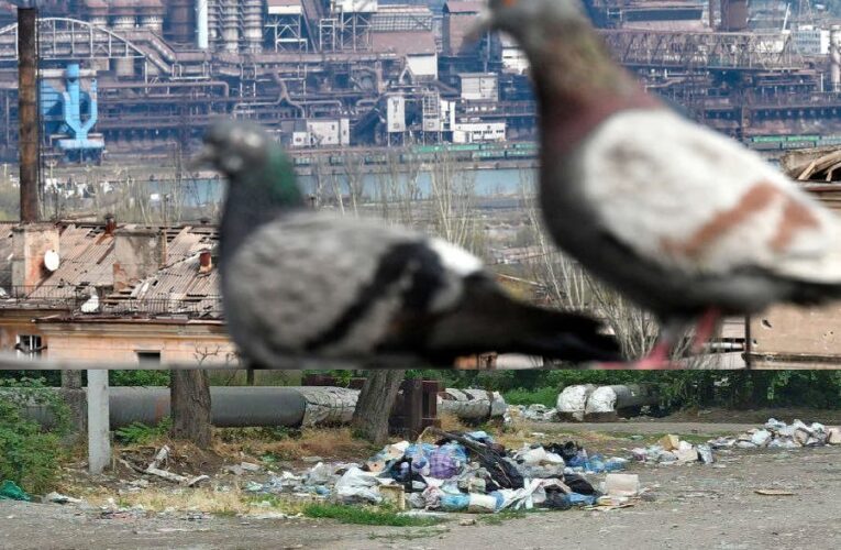 Жителей Мариуполя приводят к риску смертельных заболеваний, вынуждая есть диких голубей