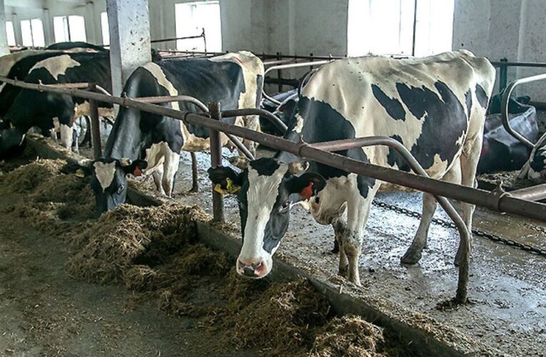 У Росії масово винищують корів через поширення ящуру: хакери отримали підтвердження